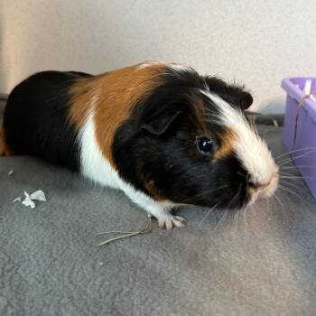 Rescue Guinea Pig Guinea Pigs for Adoption in Dover, New Hampshire - Oreo Cookie | PetCurious